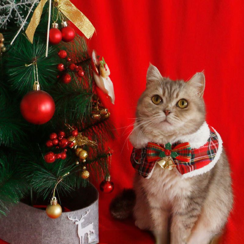 Winter Clothing English - Kat Kerstmantel Huisdier Nieuwjaar Cape Sjaal